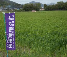 もち麦栽培田