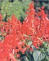 町花:サルビアのイメージ