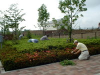 除草作業