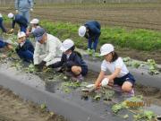 サツマイモを植えているようす2