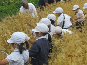 もち麦を刈る子ども達